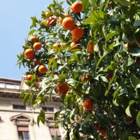 Centro Direzionale, uffici