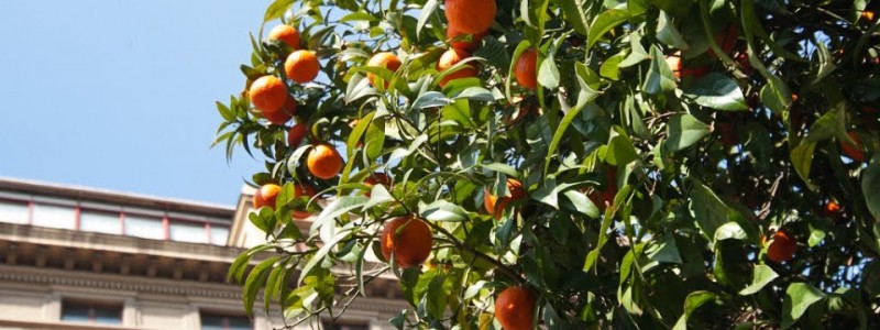 Centro Direzionale, uffici